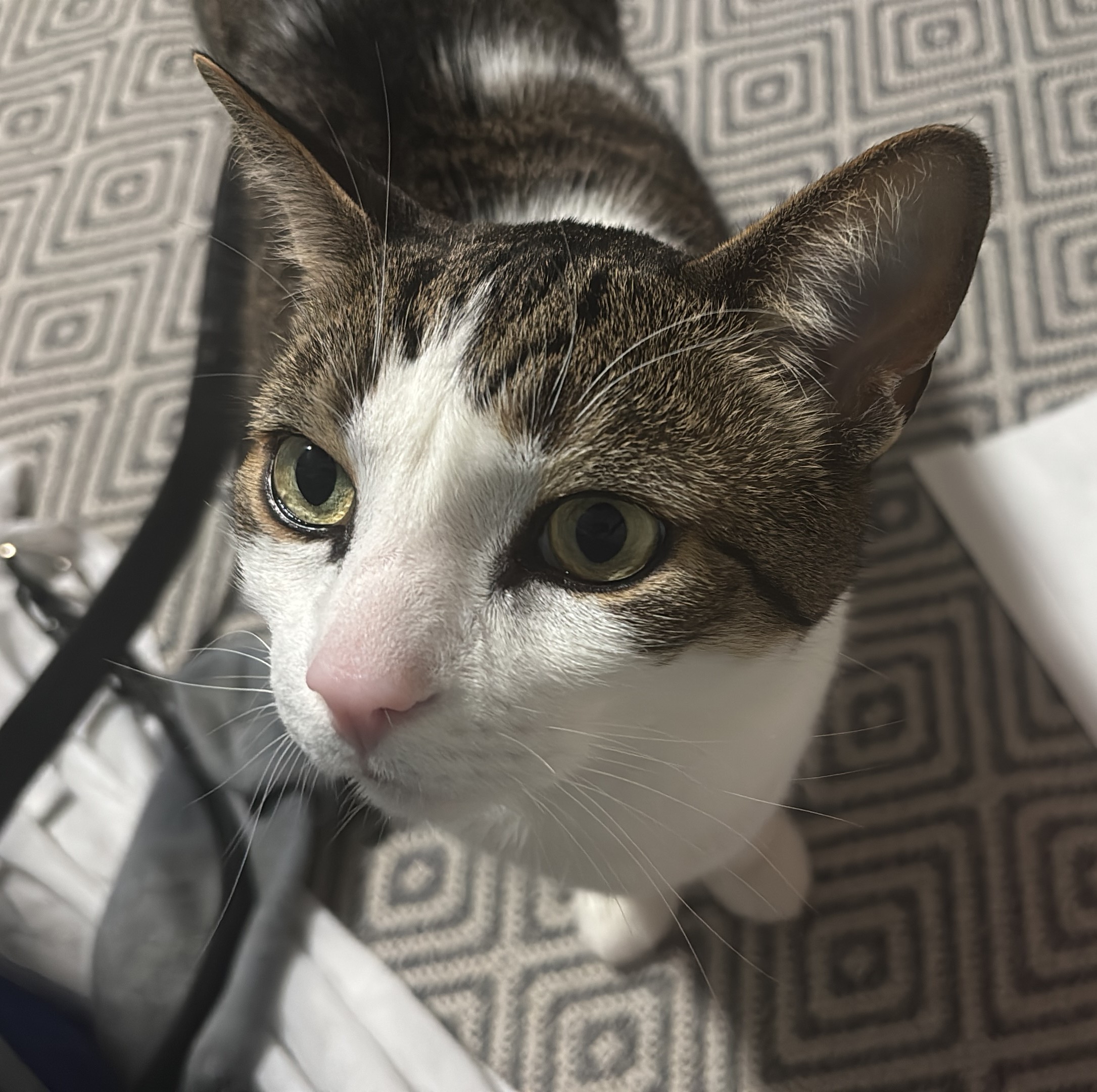 Sprout profile photo